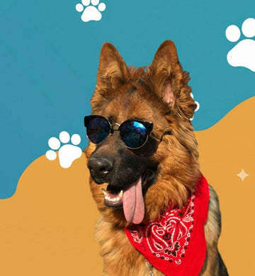 Pet Accessories