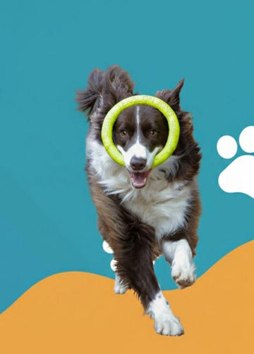 Pet Toys