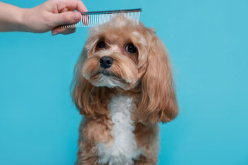 Fur Care
