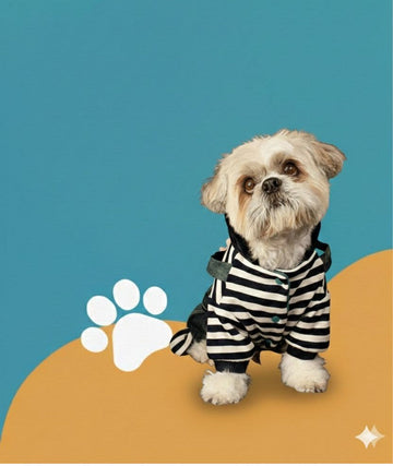 Costumes pets