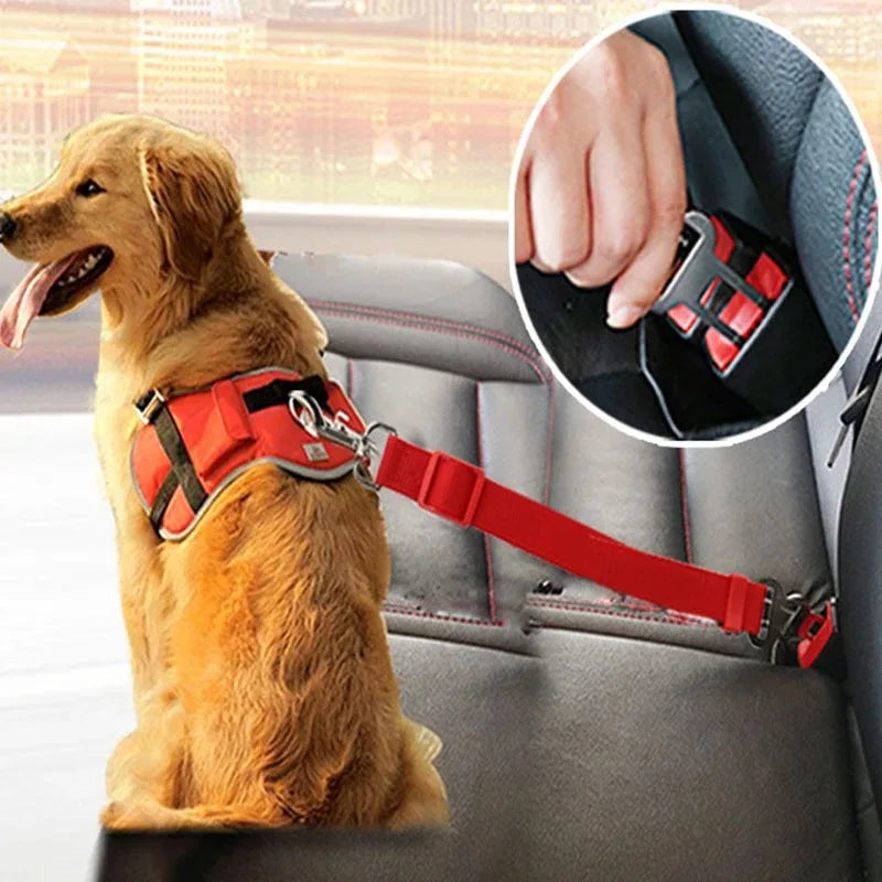 Keep Your Pet Safe in the Car 🐶🚘