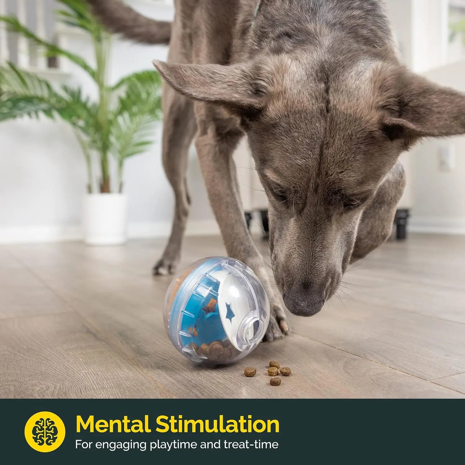 IQ Treat Dispensing Dog Toy 🐶🍖